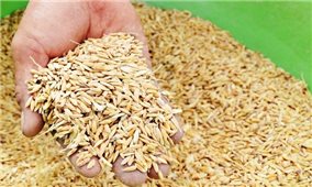 Xuất cấp 263 tấn hạt giống hỗ trợ tỉnh Ninh Thuận