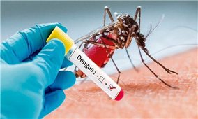 Thái Lan cảnh báo nguy cơ bùng phát dịch sốt xuất huyết Dengue