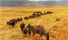 5 Công viên động vật hoang dã và khu bảo tồn hoang dã hàng đầu ở Kenya