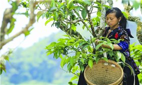 Chè Shan tuyết Tủa Chùa (Điện Biên) được công nhận là cây di sản Việt Nam