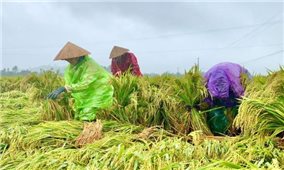 Mưa lũ bất thường gây thiệt hại gần 74 tỷ đồng cho Quảng Ngãi