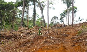 Lâm Đồng: Thành lập Tổ công tác xử lý nghiêm tình trạng phá rừng, lấn chiếm đất rừng