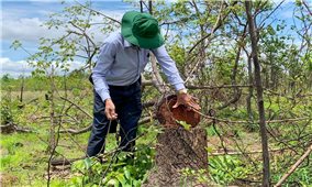 Đắk Lắk: Tan hoang hàng trăm héc ta rừng huyện biên giới
