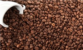 Giá cà phê hôm nay 20/4: Dao động khoảng 40.200 - 40.800 đồng/kg