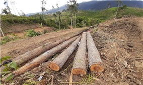 Lâm Đồng: Thanh tra toàn diện việc lập quy hoạch 3 loại rừng