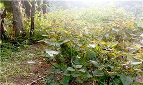 Bảo Thắng (Lào Cai): Người dân hoang mang vì cây cối, hoa màu đột nhiên héo khô