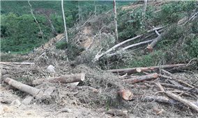 Lâm Đồng: Bắt giữ kẻ chủ mưu và 7 đối tượng phá rừng để chiếm đất