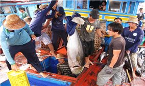Các tỉnh Duyên hải miền Trung: Nỗ lực chống khai thác thủy sản bất hợp pháp