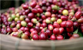Giá cà phê hôm nay 12/5: Tăng mạnh trên thị trường trong nước và thế giới