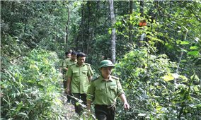 Ngăn chặn, xử lý tình trạng phá rừng, lấn chiếm đất rừng trái pháp luật