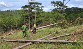 Lâm Đồng yêu cầu làm rõ vụ phá gần 2ha rừng thông ở Đà Lạt