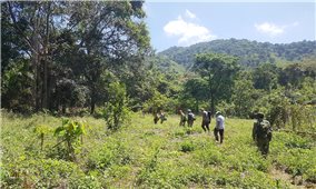Đắk Lắk: Áp lực giữ rừng, nhiều kiểm lâm xin nghỉ việc
