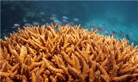 Mô hình mới giúp bảo vệ san hô mềm trước các đợt sóng nhiệt đại dương