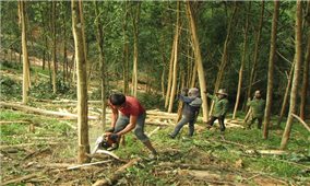 Phát triển rừng bền vững ở Nghệ An