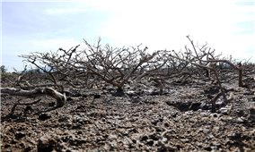 Hàng chục ha rừng ngập mặn ở Hà Tĩnh chết chưa rõ nguyên nhân