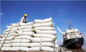 Thị trường xuất khẩu gạo Việt Nam vẫn 