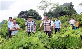 Lạng Sơn: Kiểm tra tình hình thực hiện xây dựng nông thôn mới tại huyện Chi Lăng