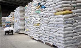 Xuất cấp 647,3 tấn hạt giống lúa hỗ trợ tỉnh Quảng Ngãi khắc phục hậu quả thiên tai