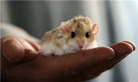 Các nhà khoa học Israel nuôi cấy thành công phôi chuột nhân tạo bên ngoài tử cung