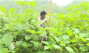 Phát triển vùng nguyên liệu cây gai xanh ở các huyện miền núi Thanh Hóa