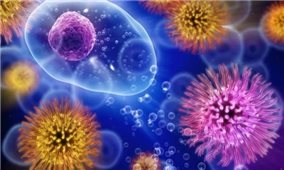 Phát hiện tế bào miễn dịch mới chống lại ung thư và các bệnh mãn tính