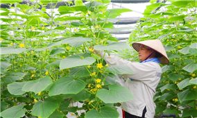 Hà Nội đẩy mạnh sản xuất nông nghiệp theo chuỗi liên kết