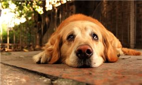 Nghiên cứu khẳng định loài chó thực sự biết rơi lệ vì cảm xúc