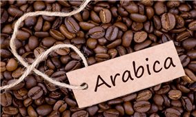 Giá cà phê hôm nay 20/9: Cà phê Arabica tăng mạnh