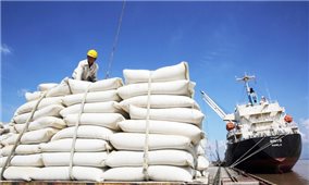 Nghiên cứu việc Ấn Độ cấm xuất khẩu gạo, thực hiện các giải pháp phù hợp