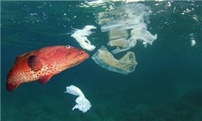 3/4 số loài cá thương mại ở miền Nam New Zealand có chứa vi nhựa
