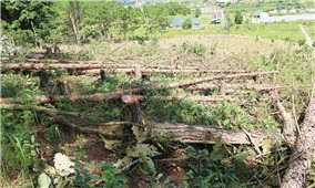 Lâm Đồng yêu cầu khẩn trương làm rõ vụ phá rừng quy mô lớn