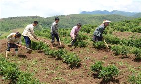 Than Uyên (Lai Châu): Đánh thức tiềm năng phát triển nông nghiệp hàng hóa