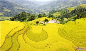 Mê đắm thu vàng ''vờn mây'' trên những thửa ruộng bậc thang nơi miền biên giới