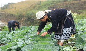 Tuyên Quang: Sản xuất hữu cơ – Hướng đi mới hiệu quả của các HTX nông nghiệp