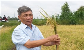 Trà Vinh: Nông dân Khmer “đổi đời” nhờ trồng lúa chất lượng cao