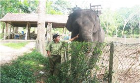 Đắk Lắk: Phê duyệt dự án hỗ trợ kỹ thuật thực hiện mô hình du lịch thân thiện với voi