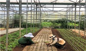 Kon Tum: Phát huy vai trò HTX nông nghiệp trong xây dựng nông thôn mới
