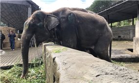 Đưa voi từ Lâm Đồng về Trung tâm bảo tồn voi Đắk Lắk