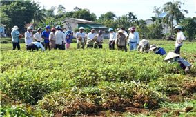 Ninh Thuận: Hỗ trợ vốn cho nông dân phát triển sản xuất