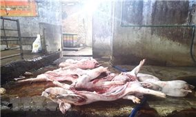 Đồng Nai: Bắt quả tang cơ sở giết mổ lợn chết mang mầm bệnh dịch tả lợn Châu Phi
