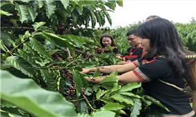 Đắk Lắk: Hơn 700 nông dân sản xuất cà phê tham gia chia sẻ kinh nghiệm tại Lễ hội cà phê