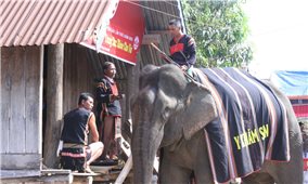 Lễ cúng sức khỏe cho voi của người Mnông