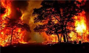 Nghệ An: Tăng cường các giải pháp phòng chống cháy rừng