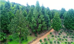 Triển khai Dự án 3 Chương trình MTQG 1719 ở Nghệ An - Hiện thực hóa giấc mơ sinh kế bền vững nơi vùng khó: Đất đang ở trong tay các chủ rừng (Bài 1)
