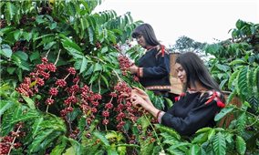Xuất khẩu cà phê Việt Nam 8 tháng đầu năm đạt 2,8 tỷ USD