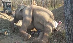 Cá thể voi đưa từ Lâm Đồng về Đắk Lắk bị chết sau thời gian điều trị tích cực