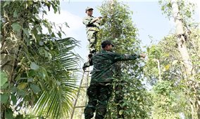 Bà Rịa - Vũng Tàu: Bộ đội giúp người dân huyện Châu Đức thu hoạch tiêu