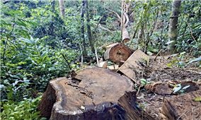 Gia Lai: Tình trạng phá rừng tiếp tục “nóng”