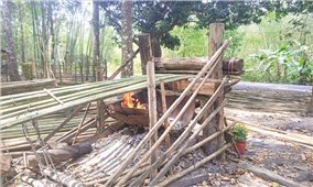 Cải thiện cuộc sống nhờ cây tầm vông