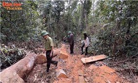 Gia Lai nhanh chóng vào cuộc làm rõ các vụ phá rừng